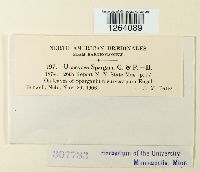 Uromyces sparganii image