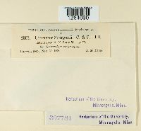 Uromyces sparganii image