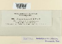 Uromyces sparganii image