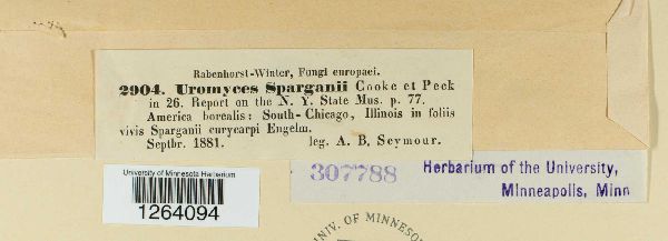 Uromyces sparganii image