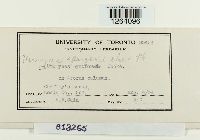 Uromyces sparganii image