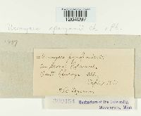 Uromyces sparganii image