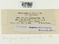 Uromyces sparganii image