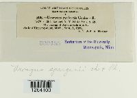 Uromyces sparganii image