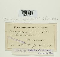 Uromyces sparganii image