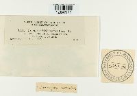 Uromyces striatus image