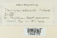 Uromyces striatus image