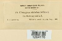 Uromyces striatus image