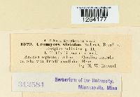 Uromyces striatus image