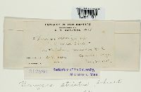 Uromyces striatus image