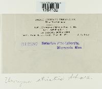 Uromyces striatus image