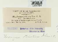 Uromyces striatus image