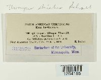 Uromyces striatus image