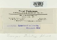 Uromyces striatus image