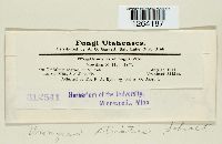 Uromyces striatus image