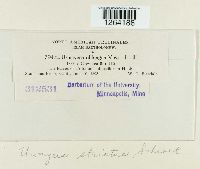 Uromyces striatus image