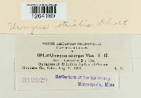 Uromyces striatus image