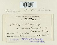 Uromyces striatus image