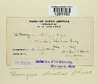 Uromyces striatus image