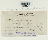 Uromyces striatus image