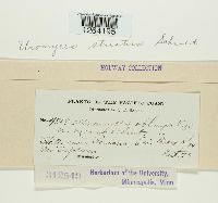 Uromyces striatus image