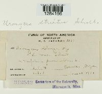 Uromyces striatus image