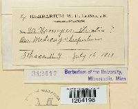 Uromyces striatus image