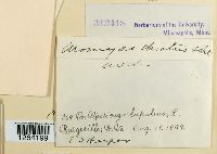 Uromyces striatus image