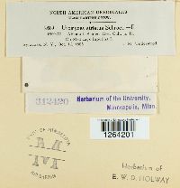 Uromyces striatus image