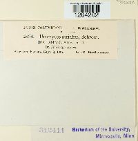 Uromyces striatus image