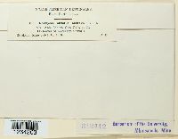 Uromyces striatus image