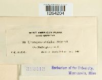 Uromyces striatus image