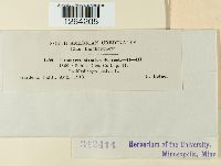 Uromyces striatus image