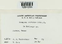 Uromyces striatus image