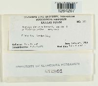 Uromyces striatus image