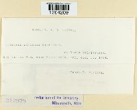 Uromyces striatus image