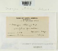 Uromyces striatus image