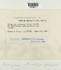 Uromyces striatus image