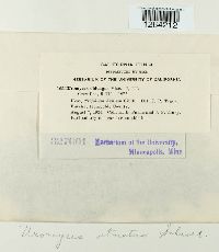 Uromyces striatus image