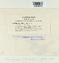 Uromyces striatus image