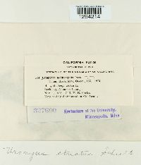 Uromyces striatus image