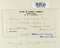 Uromyces striatus image