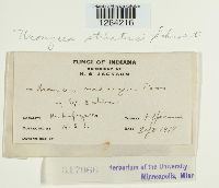 Uromyces striatus image