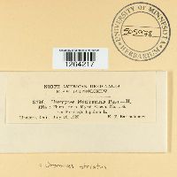 Uromyces striatus image