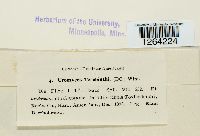 Pileolaria terebinthi image