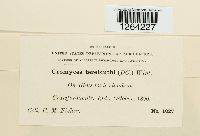 Pileolaria terebinthi image