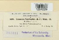 Pileolaria terebinthi image