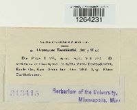 Pileolaria terebinthi image