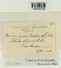 Pileolaria terebinthi image