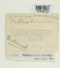 Pileolaria terebinthi image